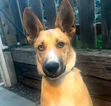 Photo of Scooby
