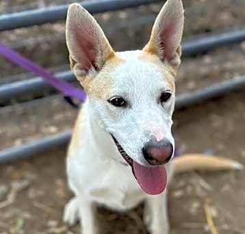 Photo of Stella