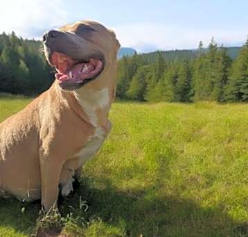 Photo of Trixie