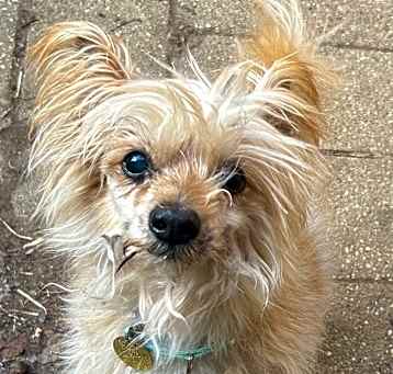 Photo of Benji