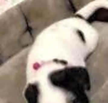 Photo of Lucy (Bailey TX)