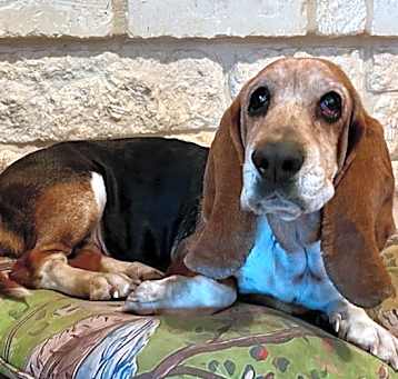 Photo of Sadie