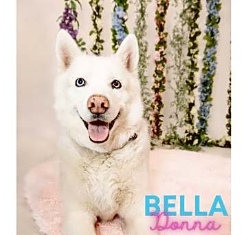 Photo of Bella Donna
