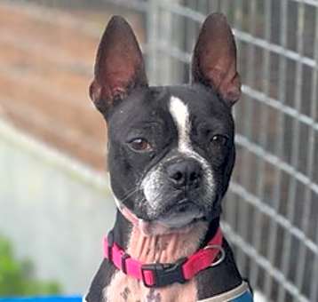 Photo of Louis Courage -  4257 Fl