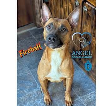Photo of Fireball