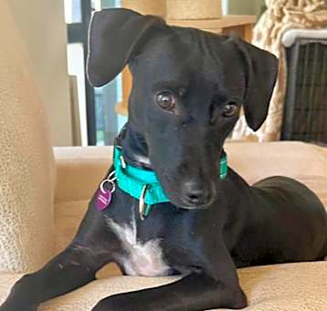 Photo of Darling
