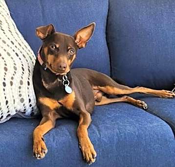 Photo of Chico