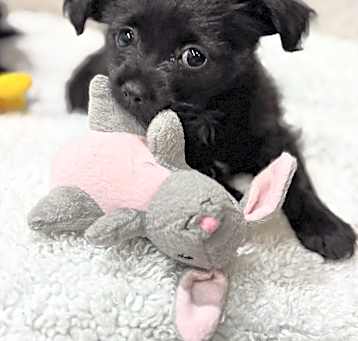 Photo of Poppet