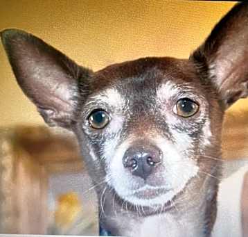 Photo of Shiloh