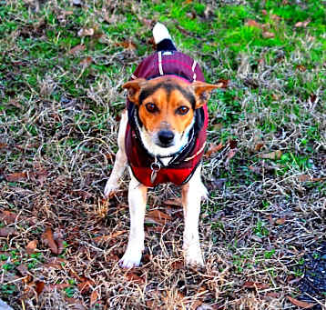 Photo of Rex