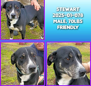 Photo of 2025-01-078 *Stewart*