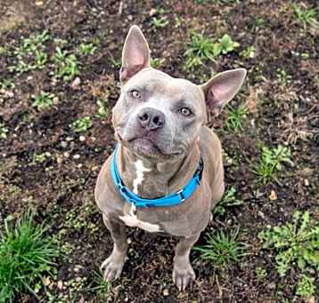 Photo of Blu