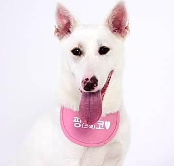 Photo of Pinko