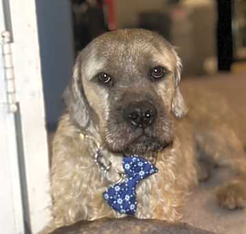 Photo of Rambo