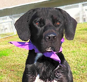 Photo of Hunter
