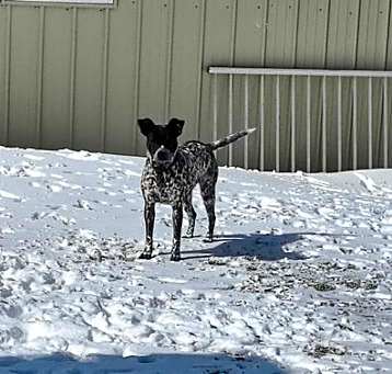 Photo of Sweet Pea