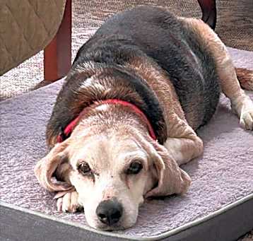 Photo of Buddy XI