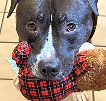 Photo of Bowser