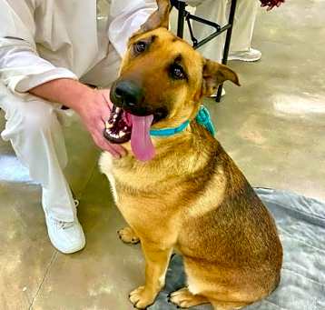 Photo of Sarge