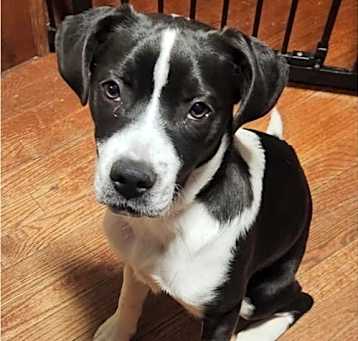 Photo of Nova