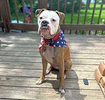 Photo of Moose