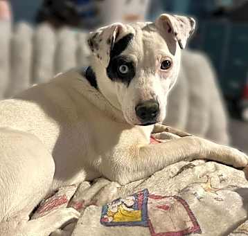Photo of Wishbone