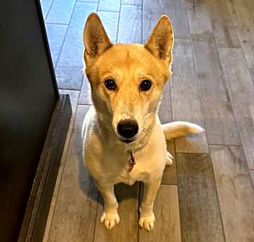 Photo of Coyot