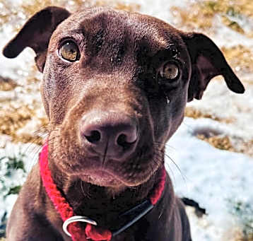 Photo of Hank