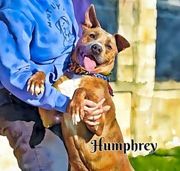 Photo of Humphrey
