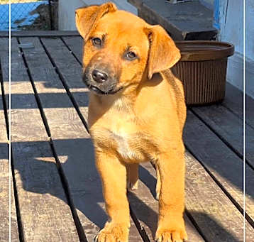 Photo of Stella