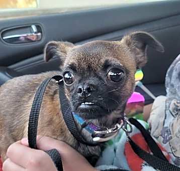 Photo of Poppy