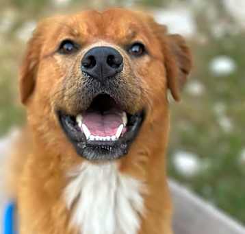 Photo of Bear