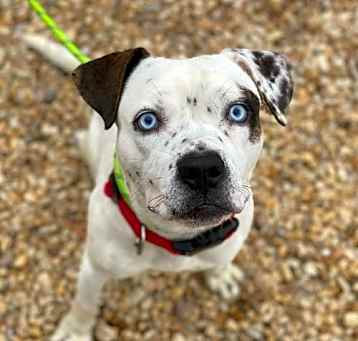 Photo of Tundra