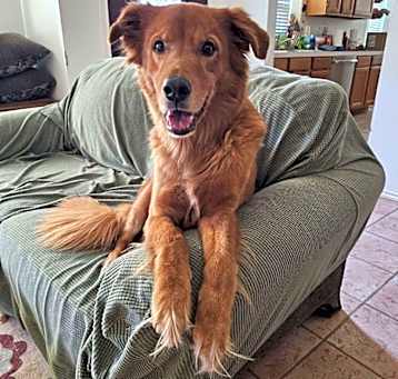 Photo of Cooper