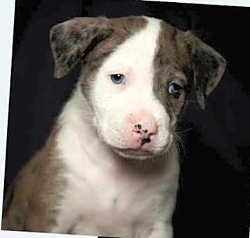 Photo of D119 Litter Ace