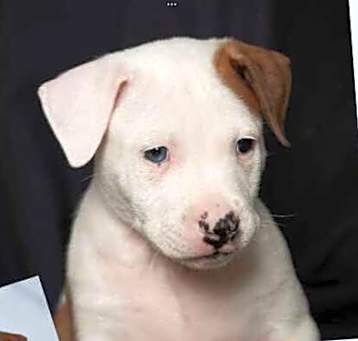 Photo of D119 Litter Kevin