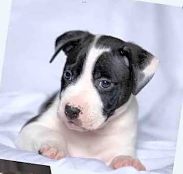 Photo of D119 Litter Baby Cow - ADOPTION PENDING