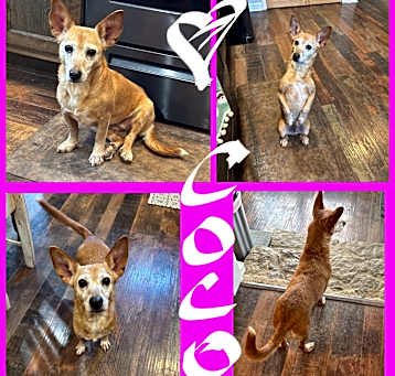 Photo of COCO