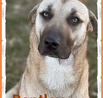 Photo of Bentley