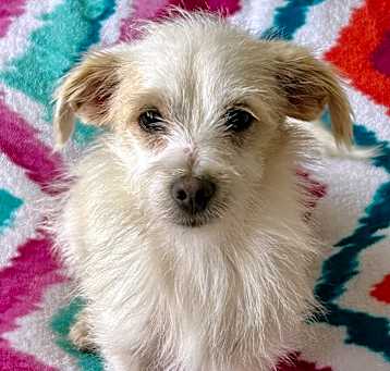 Photo of Ginger