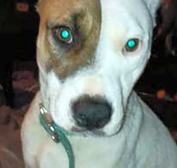 Photo of Daisy