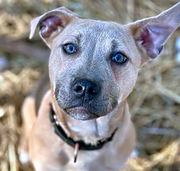 Photo of Comet