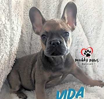 Photo of Vida - Special Needs