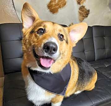 Photo of Fenrir