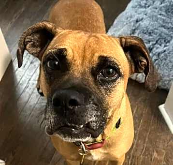 Photo of Lady