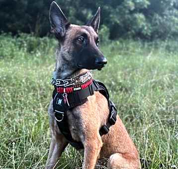 Photo of Juno - located in GA