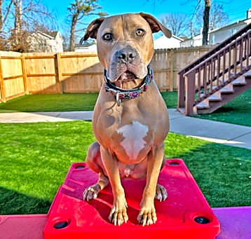 Photo of Grover