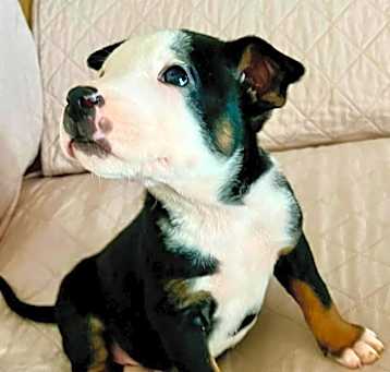 Photo of ENZO