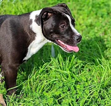 Photo of Cosmo