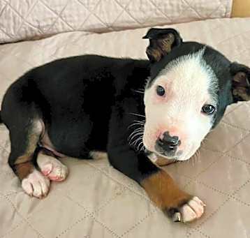 Photo of ENZO